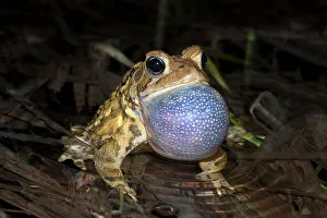 Thornton Prints: American toad (Anaxyrus americanus)