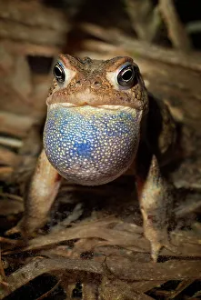 Thornton Prints: American toad (Anaxyrus americanus)