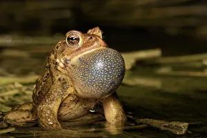 Thornton Prints: American toad (Anaxyrus americanus)
