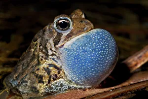 Thornton Prints: American toad (Anaxyrus americanus)