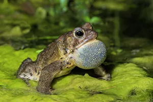 Thornton Prints: American toad (Anaxyrus americanus)
