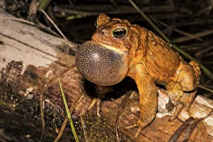 Thornton Prints: American toad (Anaxyrus americanus)