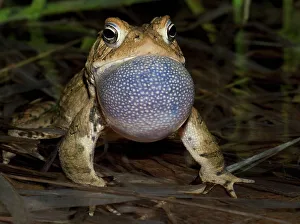 Thornton Prints: American toad (Anaxyrus americanus)