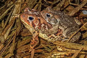 Pond Life Prints: American toad (Anaxyrus americanus) in amplexus in vernal pond at night during the spring breeding season