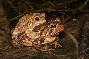 Thornton Prints: American toad (Anaxyrus americanus) in amplexus in vernal pond at night during the spring breeding season
