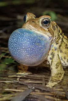 Breeding Prints: American Toad (Anaxyrus americanus) in a vernal pond at night, Thornton, Ontario, Canada