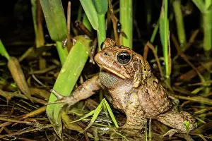 Thornton Prints: American toad (Anaxyrus americanus) in vernal pond at night during the spring breeding season