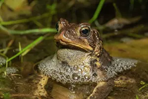 Thornton Prints: American toad (Anaxyrus americanus) in vernal pond at night during the spring breeding season