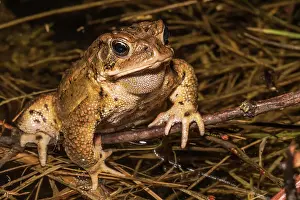 Thornton Prints: American toad (Anaxyrus americanus) in vernal pond at night during the spring breeding season