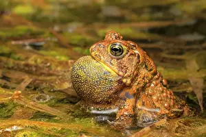 Breeding Prints: American Toad (Anaxyrus americanus) with vocal sac inflated while chorusing in a vernal pond at night
