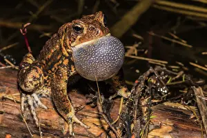 Breeding Prints: American Toad (Anaxyrus americanus) with vocal sac inflated while chorusing in a vernal pond at night