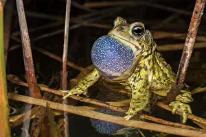 Breeding Prints: American Toad (Anaxyrus americanus) with vocal sac inflated while chorusing in a vernal pond at night