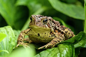 Brown Prints: American Toad - Bufo americanus