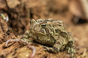 Breeding Prints: American toad (Bufo americanus), Greater Sudbury, Ontario, Canada