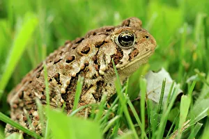Non Venomous Prints: American toad (Bufo americanus) in lawn, Greater Sudbury, Ontario, Canada