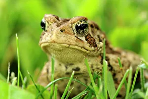 Non Venomous Prints: American toad (Bufo americanus) in lawn, Greater Sudbury, Ontario, Canada