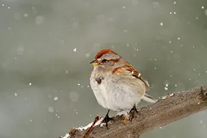 Suburban Prints: American Tree Sparrow (Spizella arborea), Greater Sudbury, Ontario, Canada