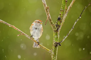 Migrants Prints: American tree sparrow (Spizella arborea), Greater Sudbury, Ontario, Canada