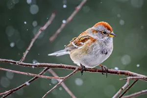 Snowing Prints: American tree sparrow (Spizella arborea), Greater Sudbury, Ontario, Canada