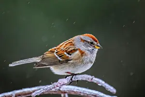 Snowing Prints: American tree sparrow (Spizella arborea), Greater Sudbury, Ontario, Canada