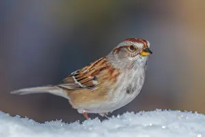Thornton Prints: American Tree Sparrow (Spizelloides arborea), Thornton, Ontario, Canada