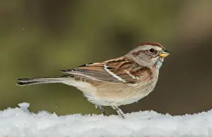 Sparrow Prints: American Tree Sparrow (Spizelloides arborea) in winter