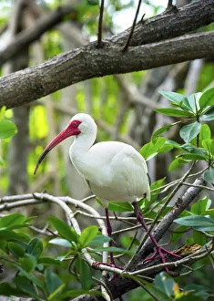 Parc Prints: American White Ibis, Wild Bird, Coffee Pot Park, Bayou, Saint Petersburg, Florida