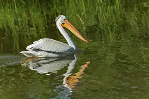 Winnipeg Prints: American white pelican (Pelecanus erythrorhynchos) in Lake Winnipeg