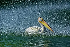 Winnipeg Prints: American white pelican (Pelecanus erythrorhynchos) in man-made pond by the fountain Winnipeg