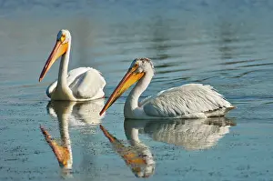 Winnipeg Prints: American white pelican ( Pelecanus erythrorhynchos) in man-made pond Winnipeg