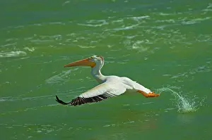 Taking Flight Prints: American white pelican (Pelecanus erythrorhynchos) taking flight from Fairford River Fairford