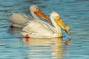 Winnipeg Prints: American white pelican (Pelecanus erythrorhynchos) Winnipeg, Manitoba, Canada
