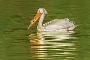 Winnipeg Prints: American white pelican (Pelecanus erythrorhynchos) Winnipeg, Manitoba, Canada