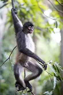 Americas, Central America, Puerto Barillas, El Salvador