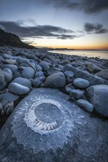 Boulders Prints: Ammonite Fossil, Ammonite Graveyard, Monmouth Beach, Lyme Regis, Dorset, England, UK