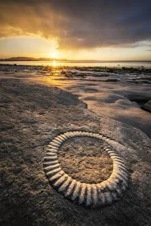 Images Dated 13th October 2021: Ammonite Fossil, Ammonite Graveyard, Monmouth Beach, Lyem Regis