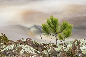 Flowing Water Prints: Amnicon River with shoreline pine tree, Amnicon Falls State Park, Wisconsin, USA