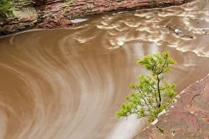 Flowing Water Prints: Amnicon River with shoreline pine tree, Amnicon Falls State Park, Wisconsin, USA