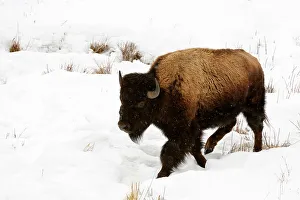 Q3 2024 Prints: Amrican Bison running through snow, Yellowstone NP, Wyoming, USA