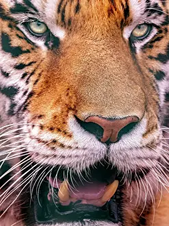 Cats Prints: Amur Tiger (Panthera tigris altaica) also known as Siberian Tiger