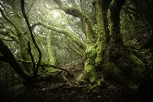 Anaga Rural Park, Spain, Canary Islands, Tenerife, laurisilva trees in the wood (MR)