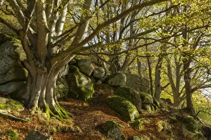 Images Dated 19th November 2020: Ancient beech tree in autumn woodland, Dartmoor National Park, Devon, England