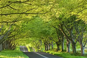 Images Dated 16th May 2012: Ancient beech tree avenue at Kingston Lacy, Badbury Rings, Dorset, England. Spring