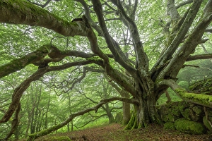 June Prints: Ancient beech tree in a deciduous woodland