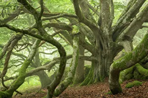 August Prints: Ancient beech tree with enormous spreading branches