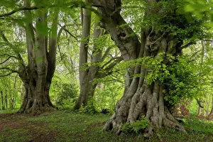 Cotswolds Prints: Ancient Beech trees, one believed to be over 600 years old and the third largest in England