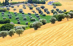 Corn Prints: Ancient farmland in the cultivated fields of Cologna Paese, Abruzzo, Italy