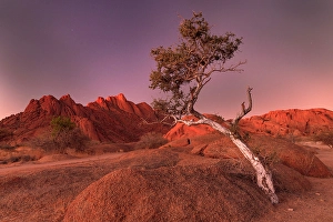 Namibia Prints: Ancient granite mountains and single tree at dusk, Spitzkoppe, Namib Desert, Namibia