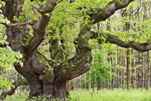 Ancient oak tree growing in Savernake Forest in springtime, Marlborough, Wiltshire