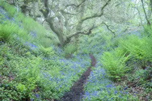 Ferns Prints: Ancient Oak trees, ferns and bluebells(Endymion non-scriptus)